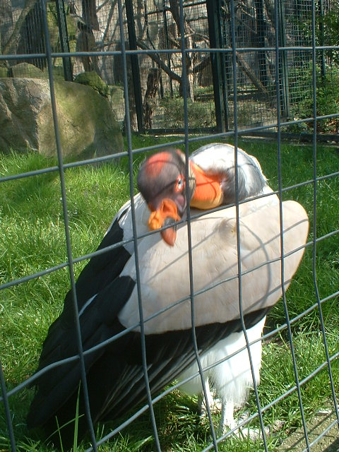 Zoo